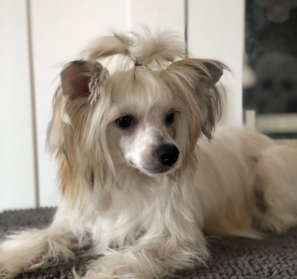 Wildeers Dragon Heart