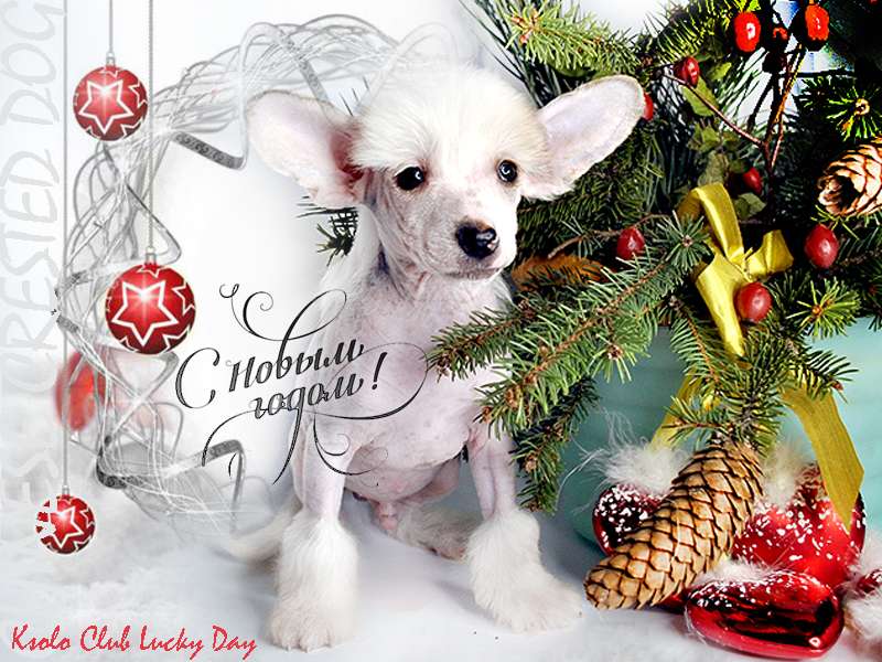 Ksolo Club Lucky Day