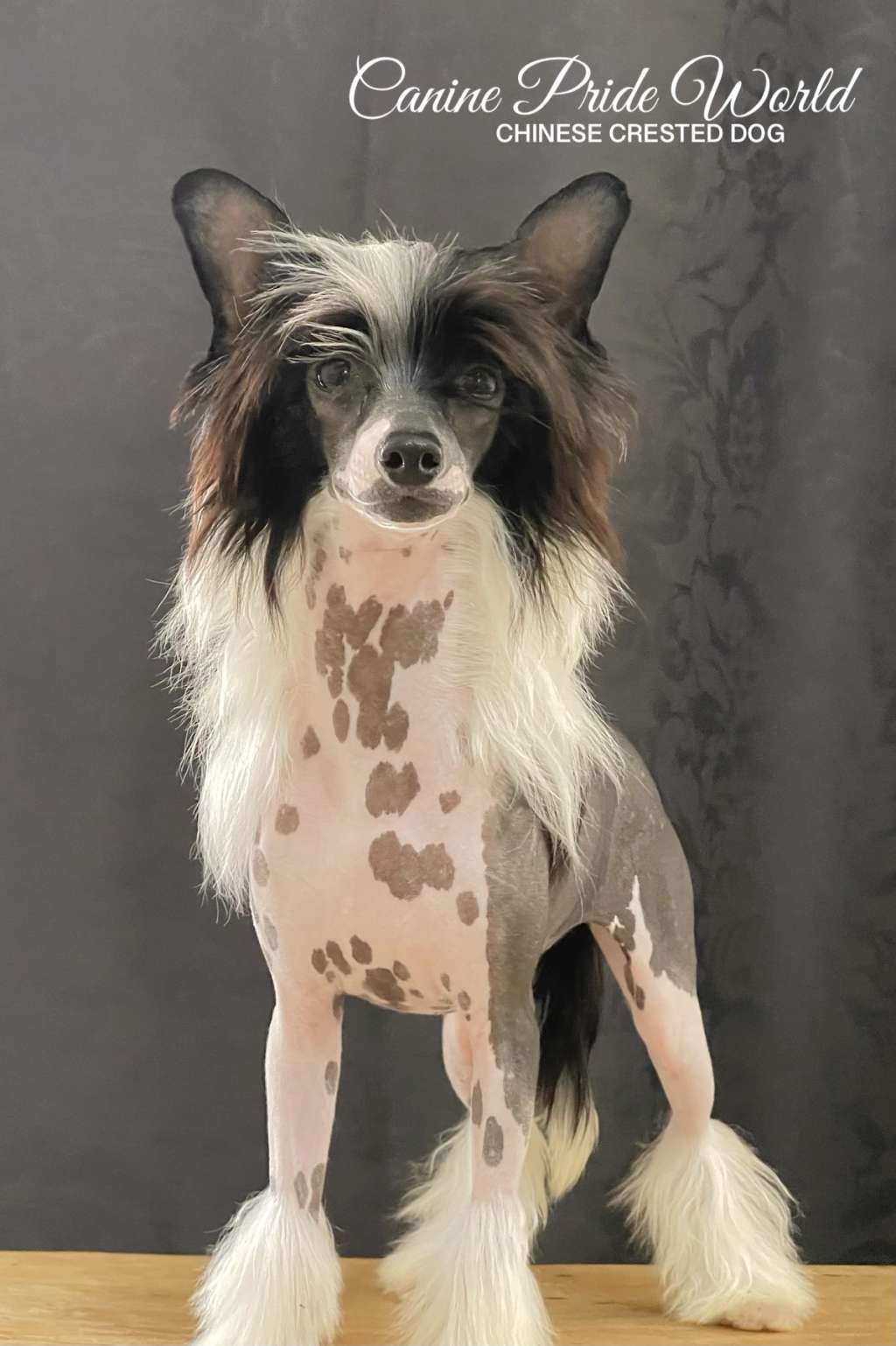 Canine Pride World Cruella de Vill