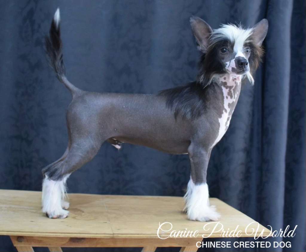 Canine Pride World Lachy