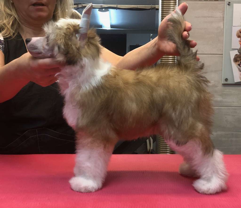 Only For You Caramella's Family