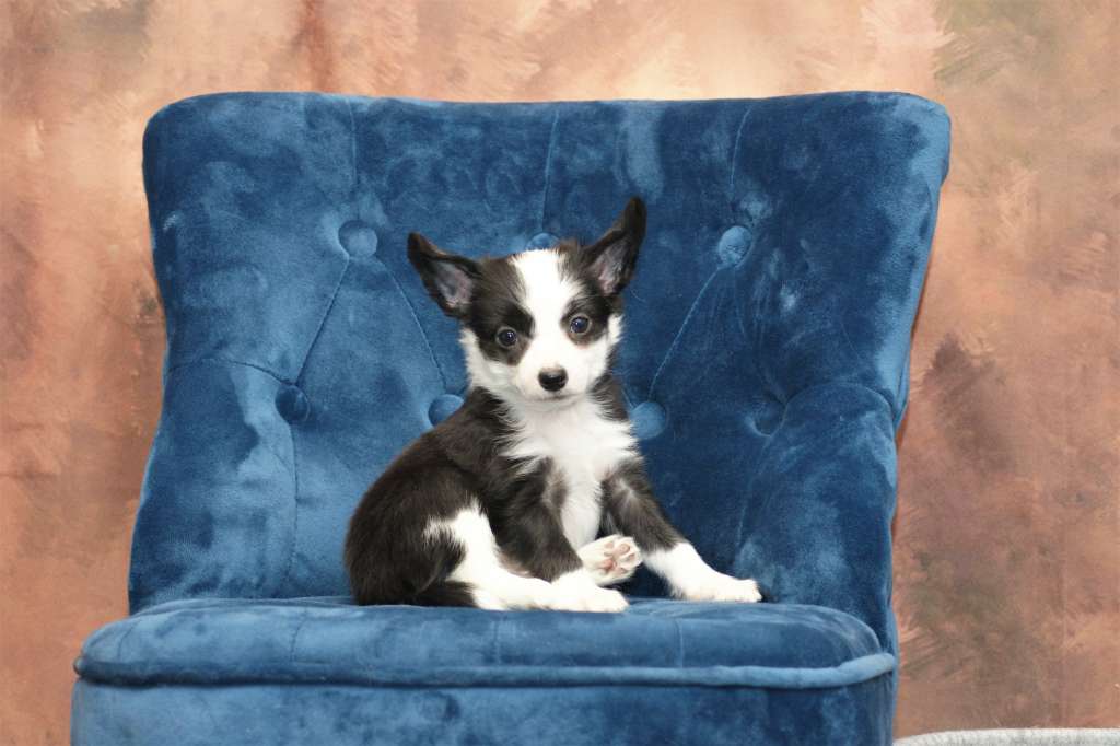 Darling The Bushwalker