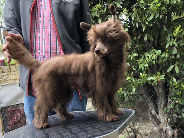 Manymore Chocolate Sprint & Lüngli