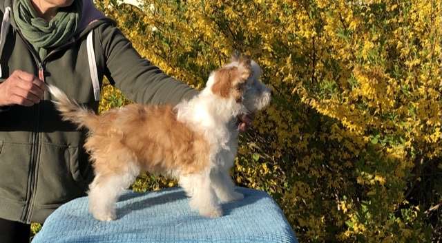 Manymore Benone mit Kanone