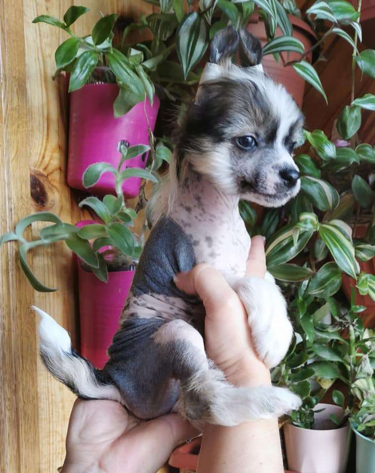 Bingwa's Blossom Ilario