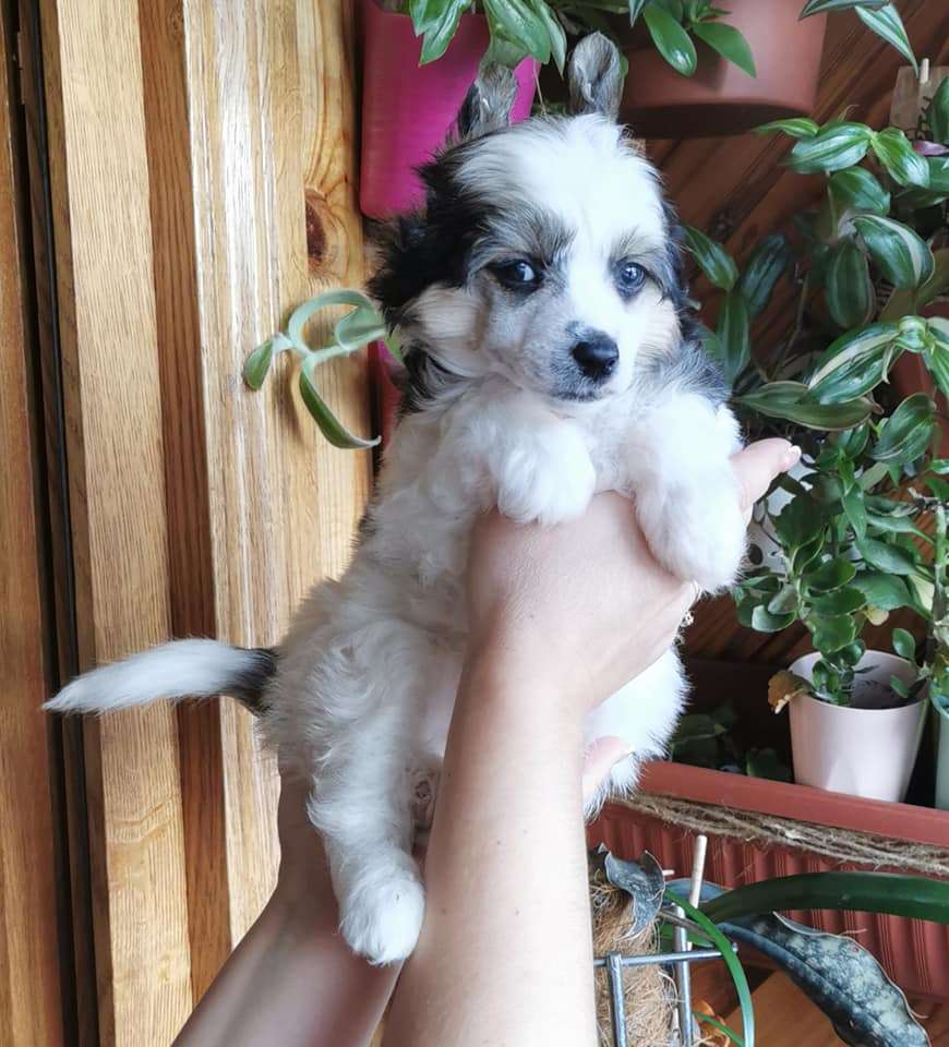 Bingwa's Blossom Irbis