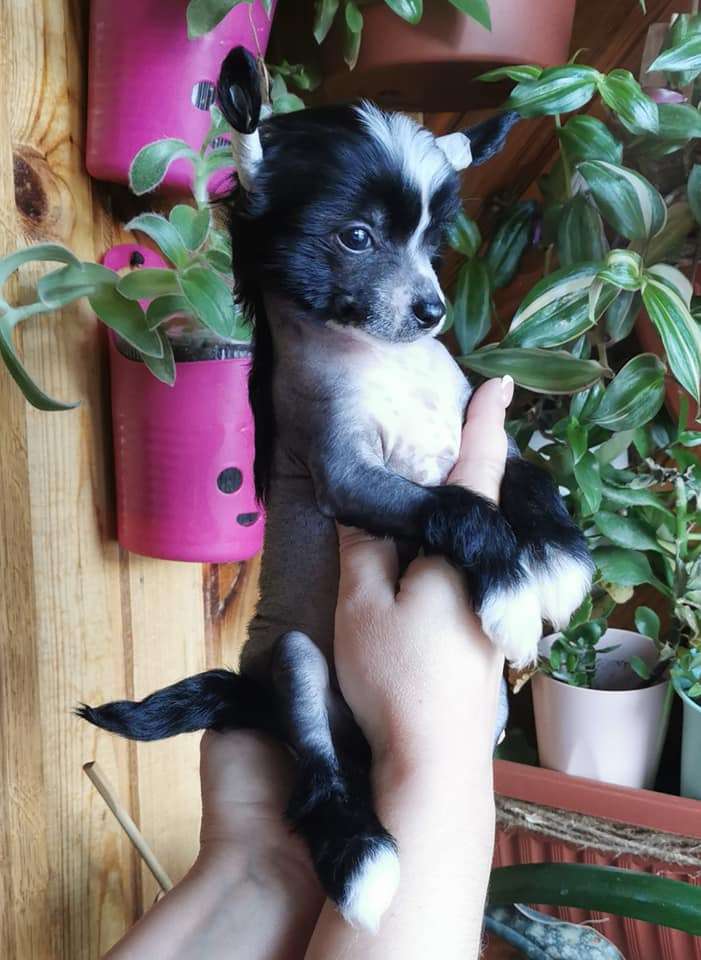 Bingwa's Blossom Ileria