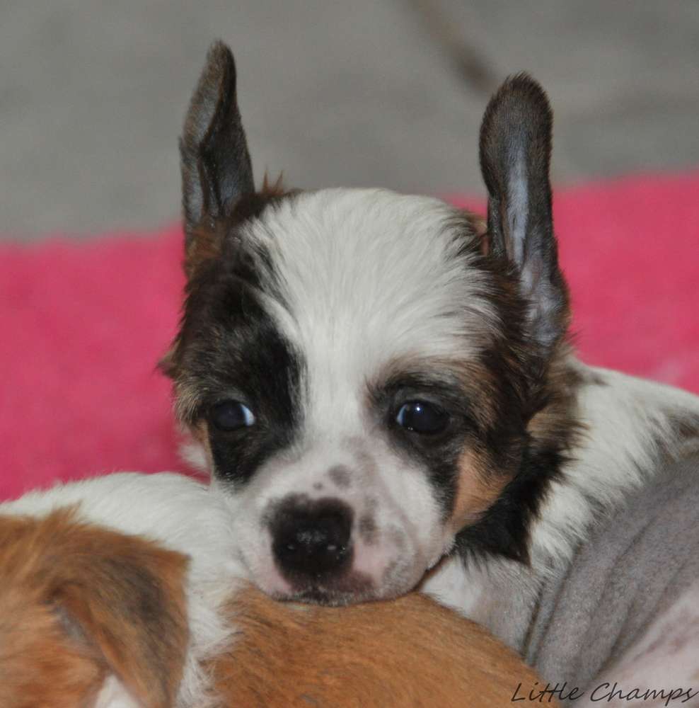 Roi de Coeur Little Champs