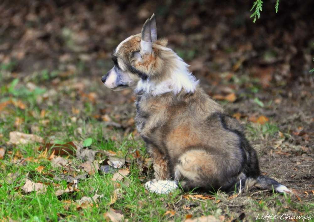 Raidillon Little Champs