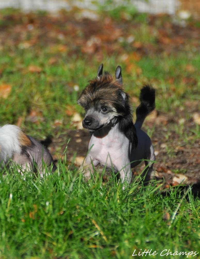 Robin des Bois Little Champs