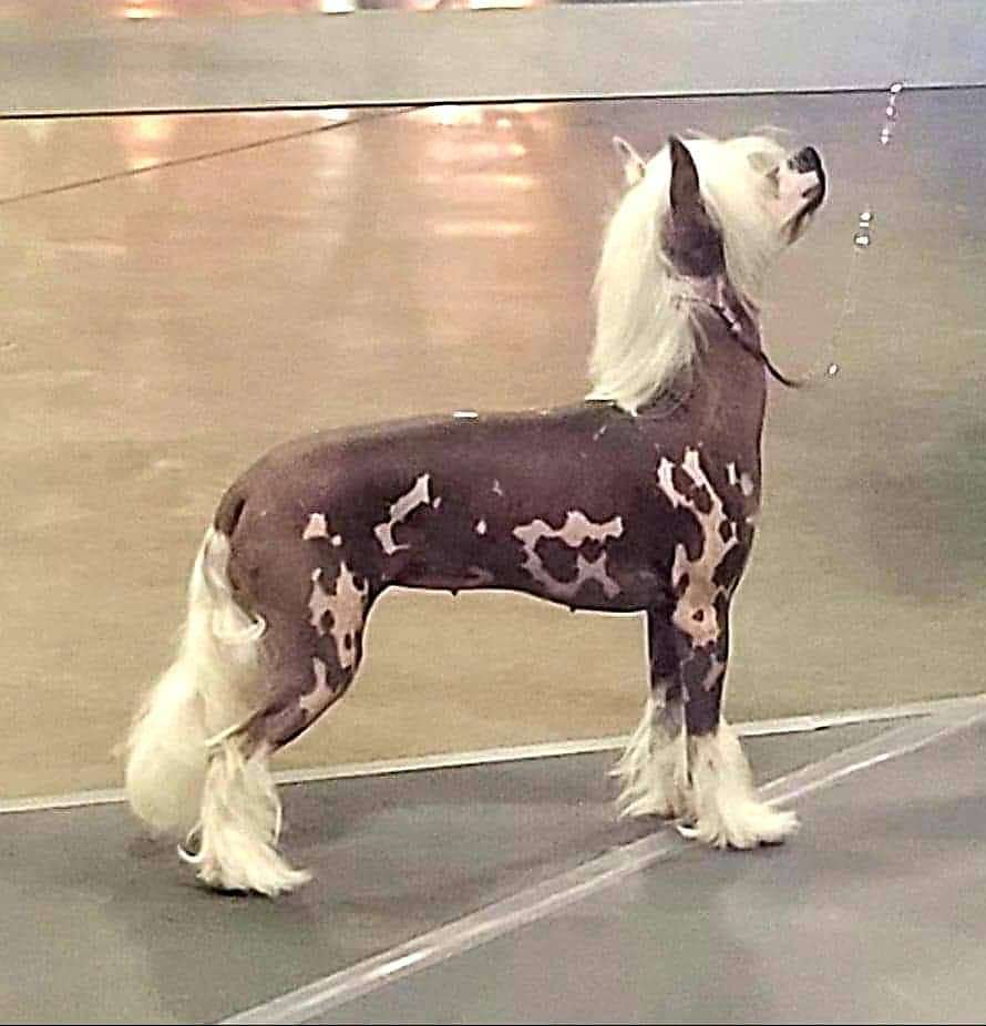 Altacrest Palmetto Pinky Tuscadero