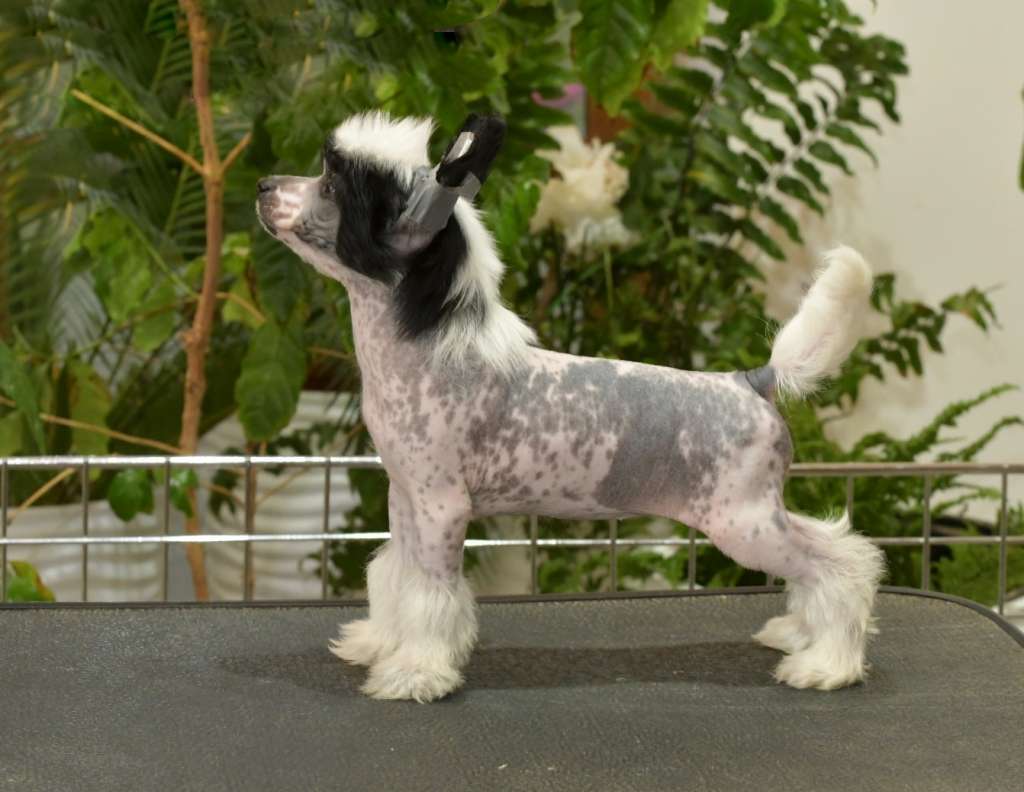 HitLine Ltd Vivat Victoria