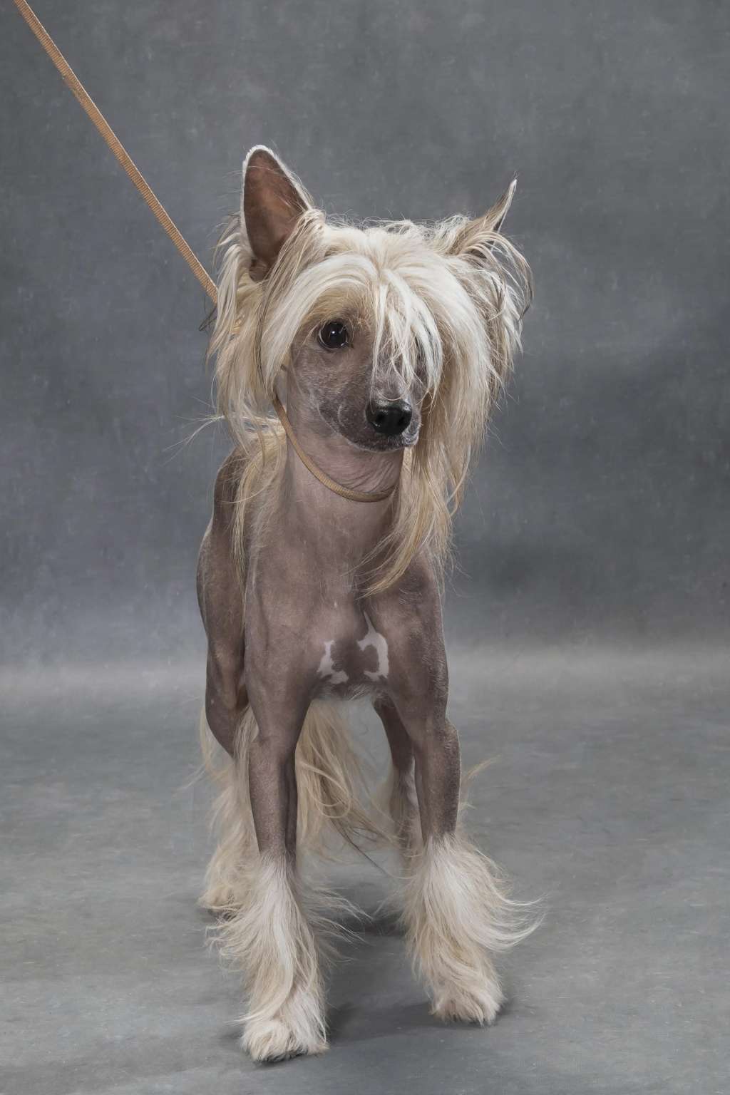 Monty Just Like Summer