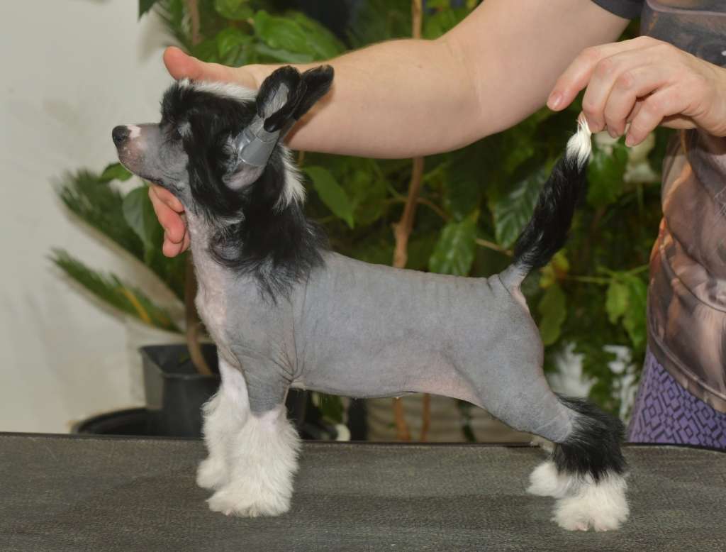 HitLine Ltd Vivien  Lee