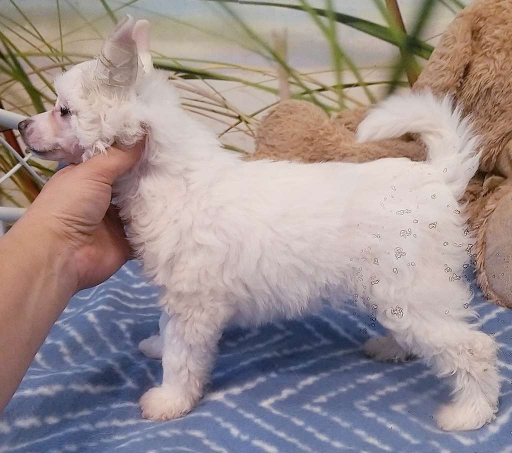 Be Yourself Sasima Fci