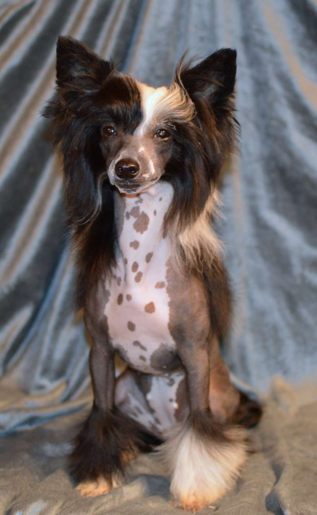 Rintin Tina z Andelovy dlane