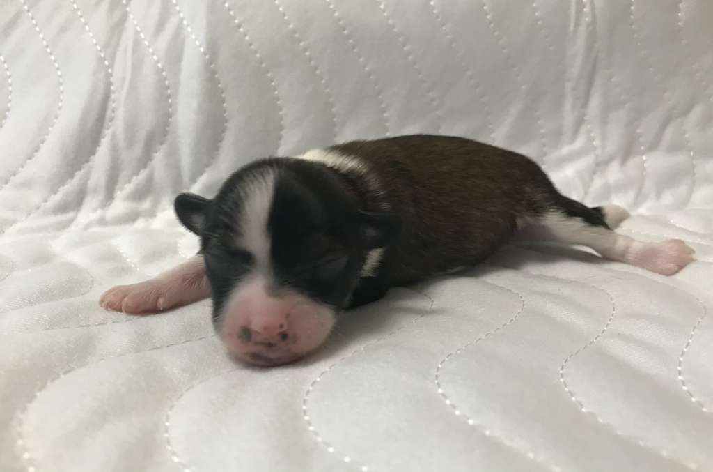 Family Song's Datson Milo