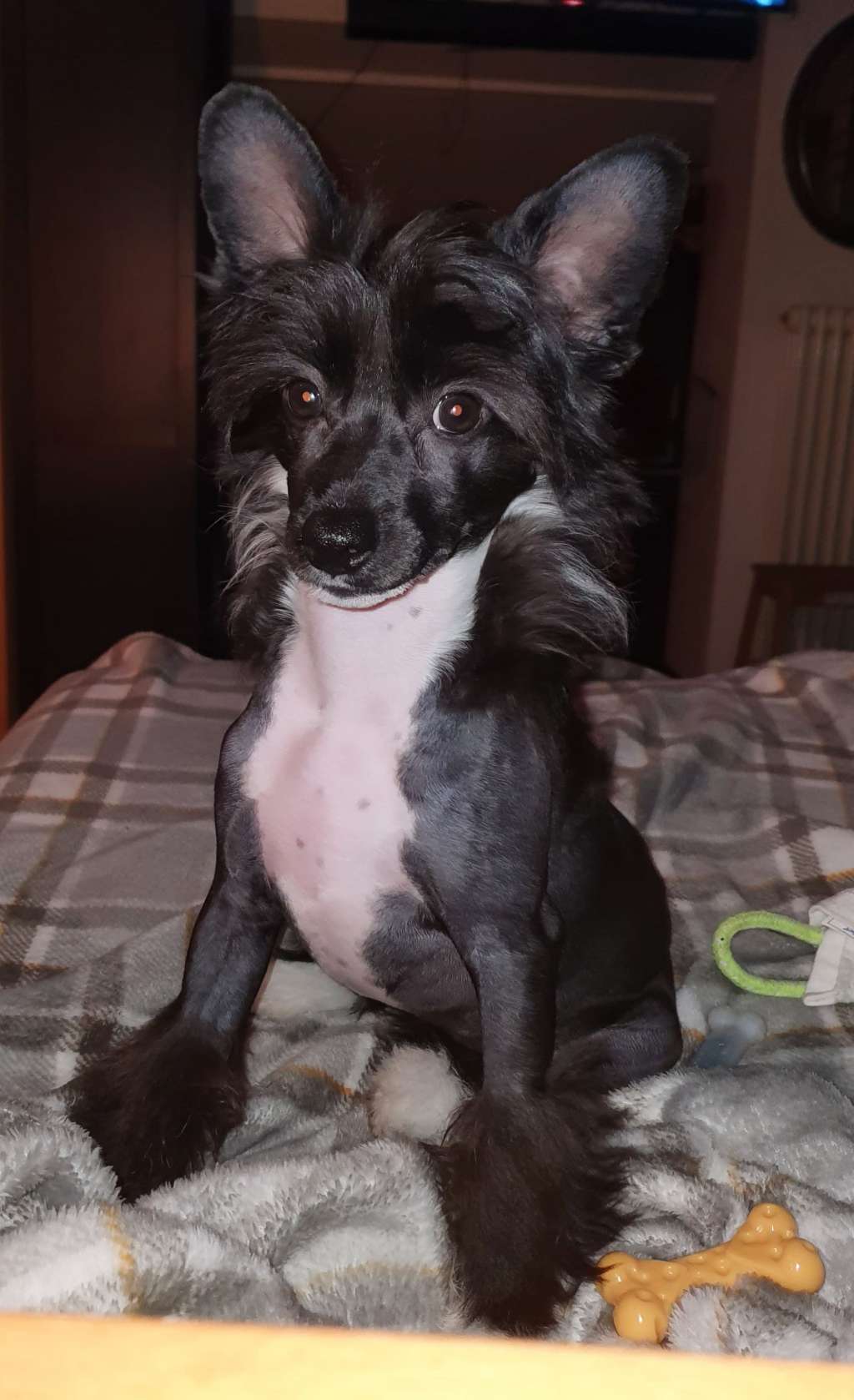 Ch. Hearts On Fire For Dakotarose