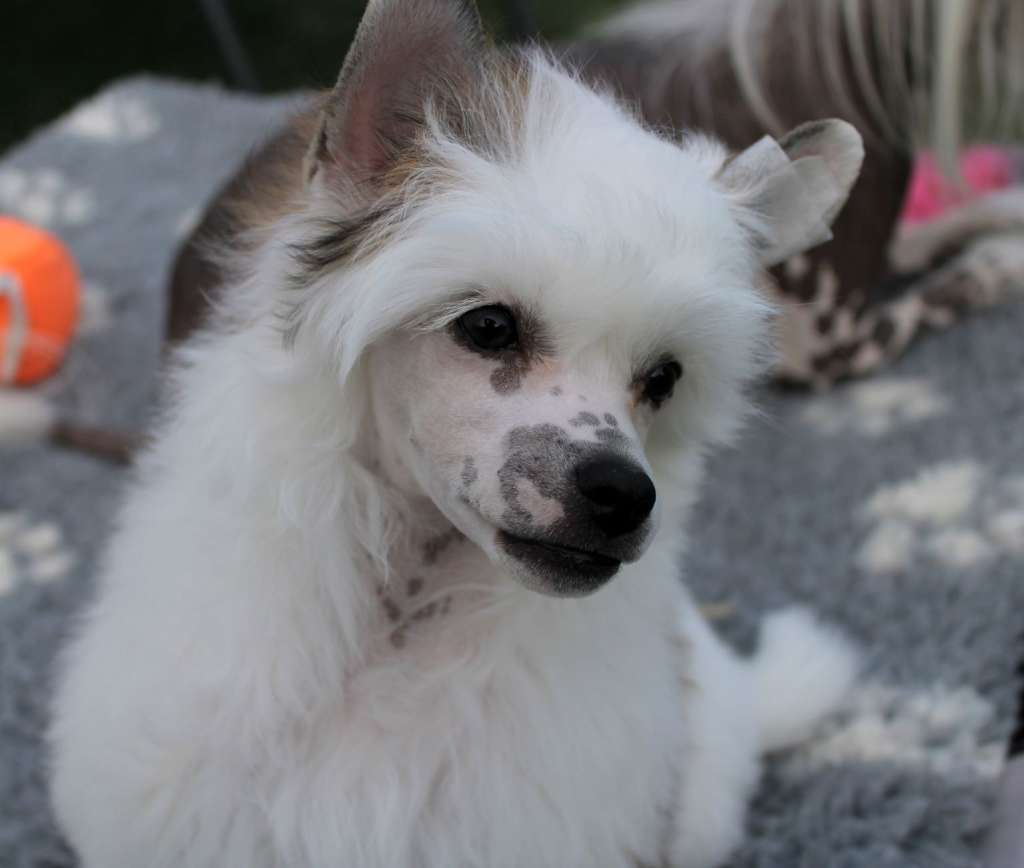 Billy Idol Solo Amigo