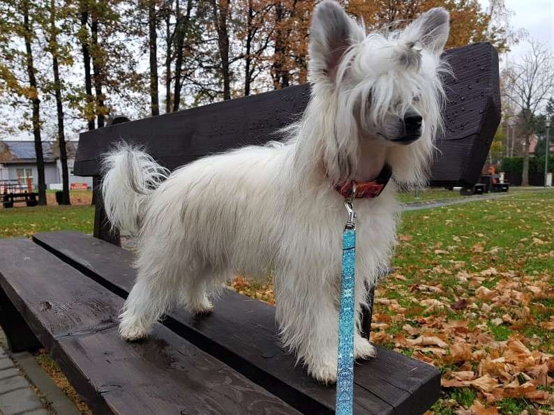 Barbra Streisand Solo Amigo