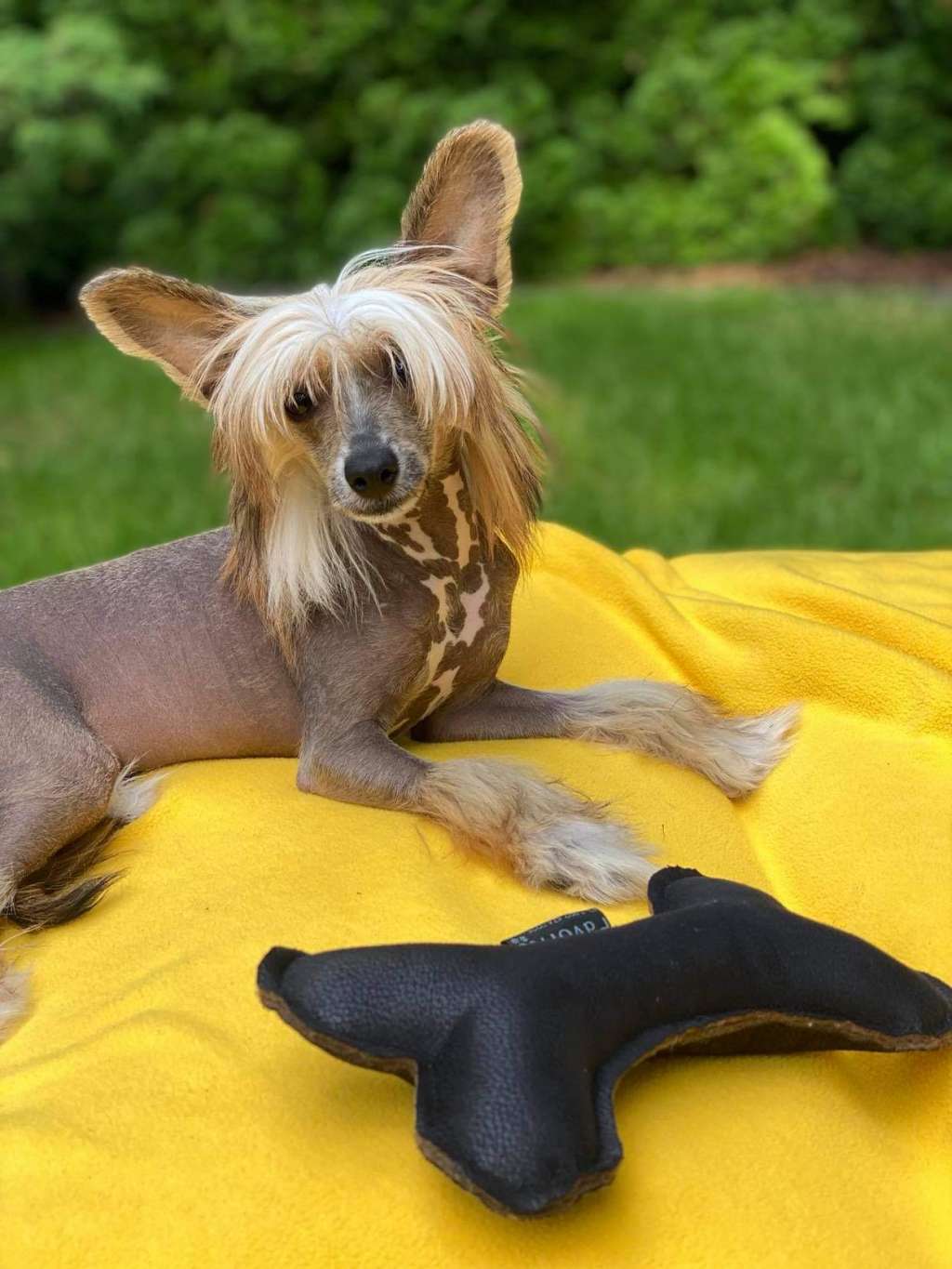 Izabel Crystals Gertrude