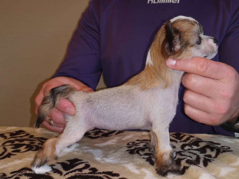 Yahaira  Rojaus  Vejas