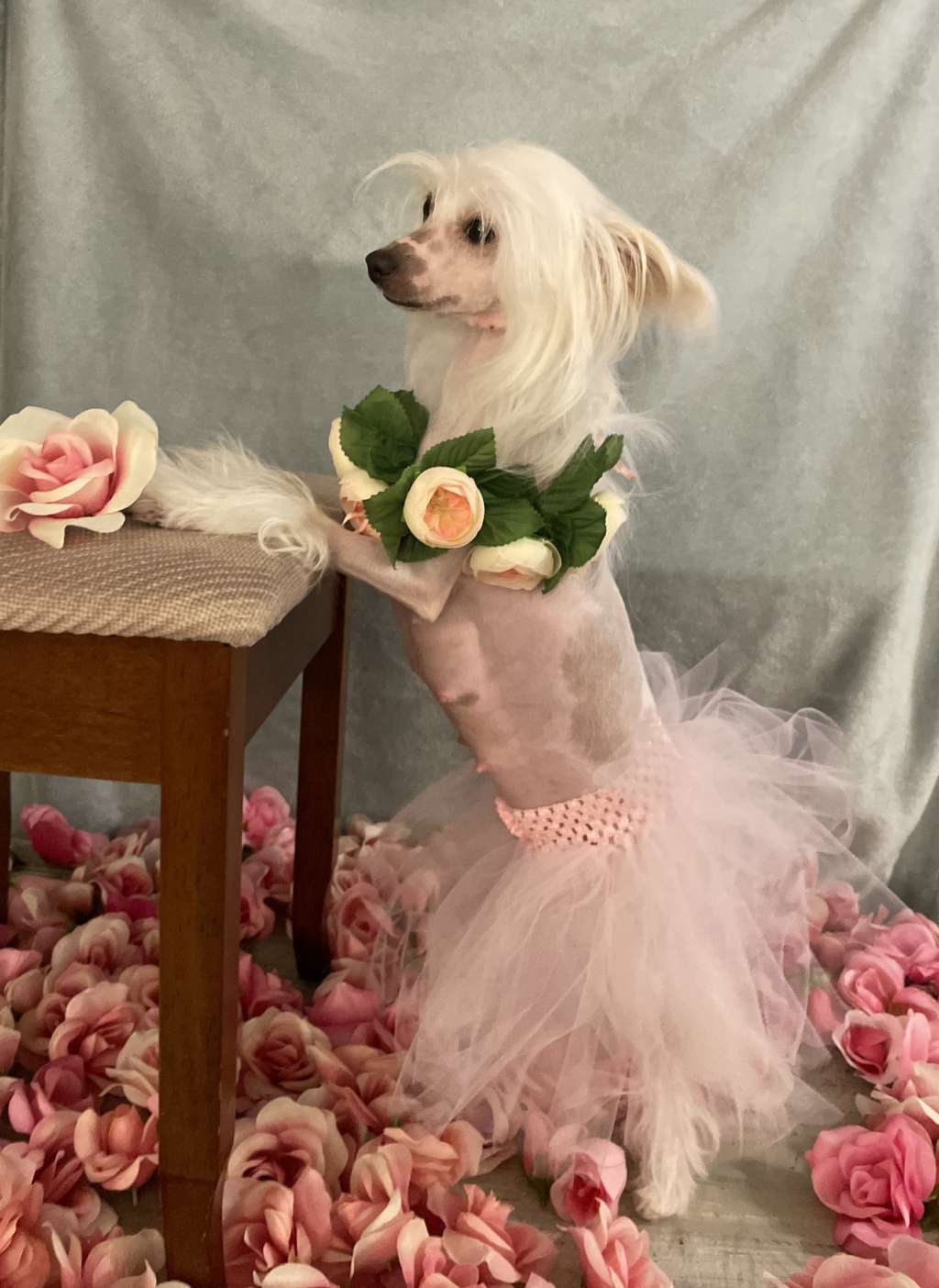 My Girl Winning Smile