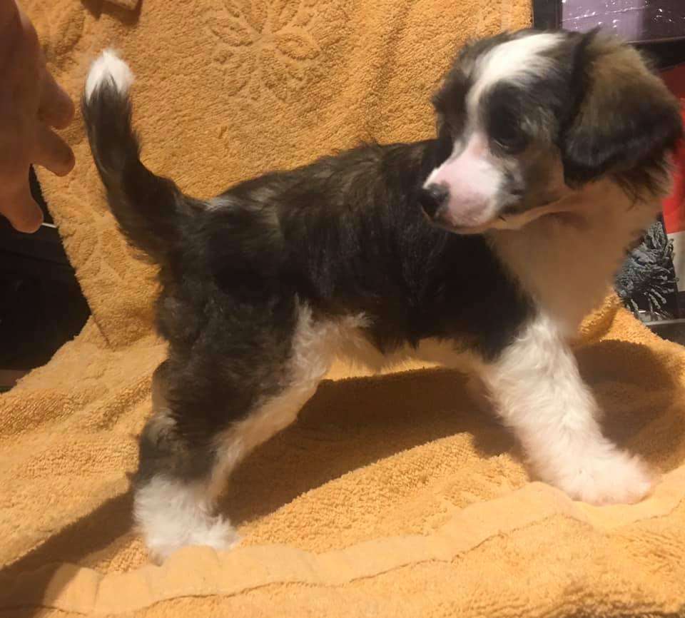 Luckytern Do It For Love