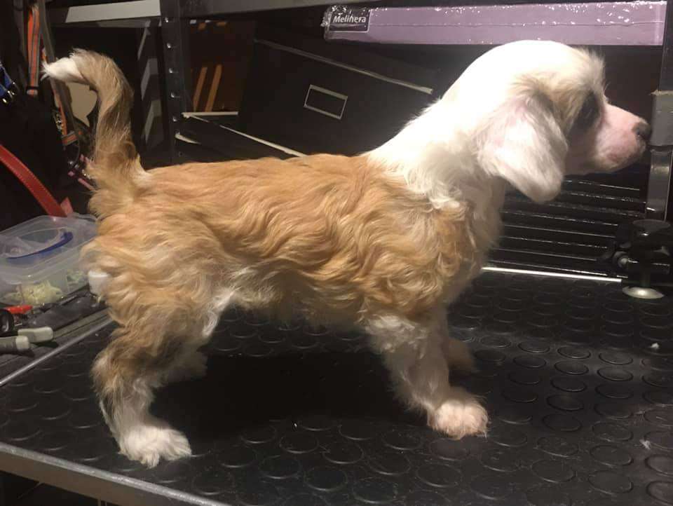 Luckytern Private Eyes