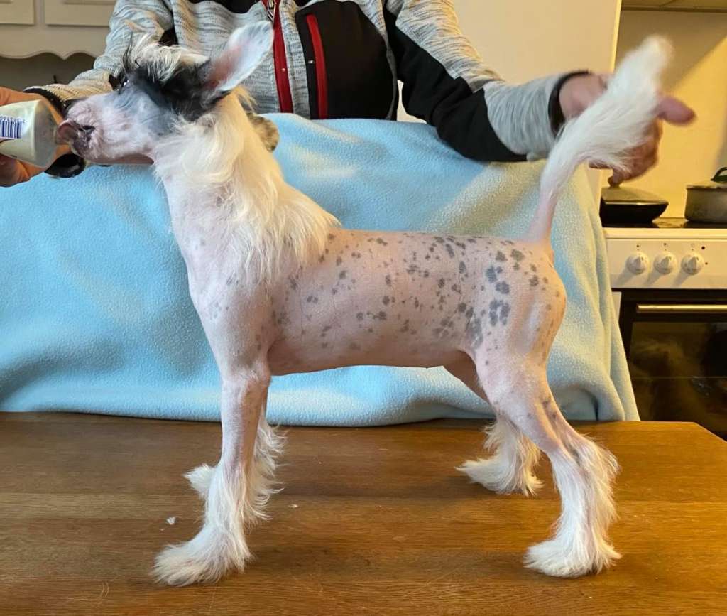 Luckytern Annie Are You Ok