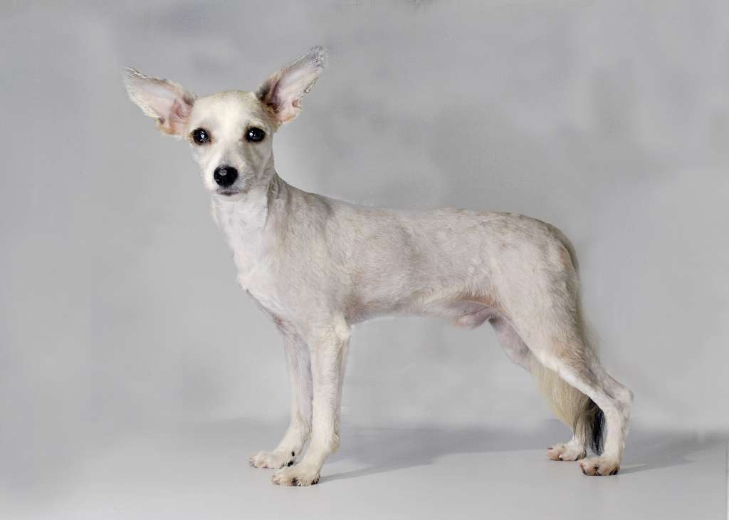 Ksolo Club Mimi Mishka