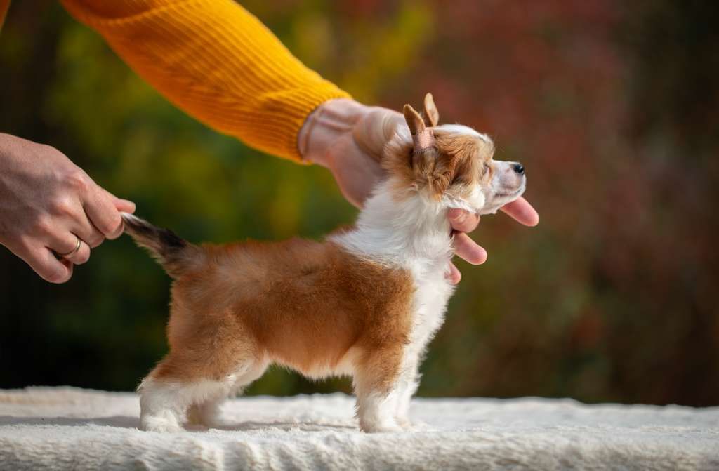 Ilory Queen Of Hearts