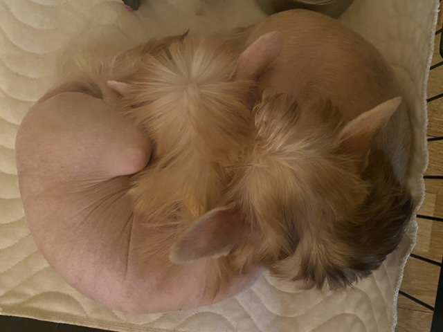 La Vittoria E Tornata Magma