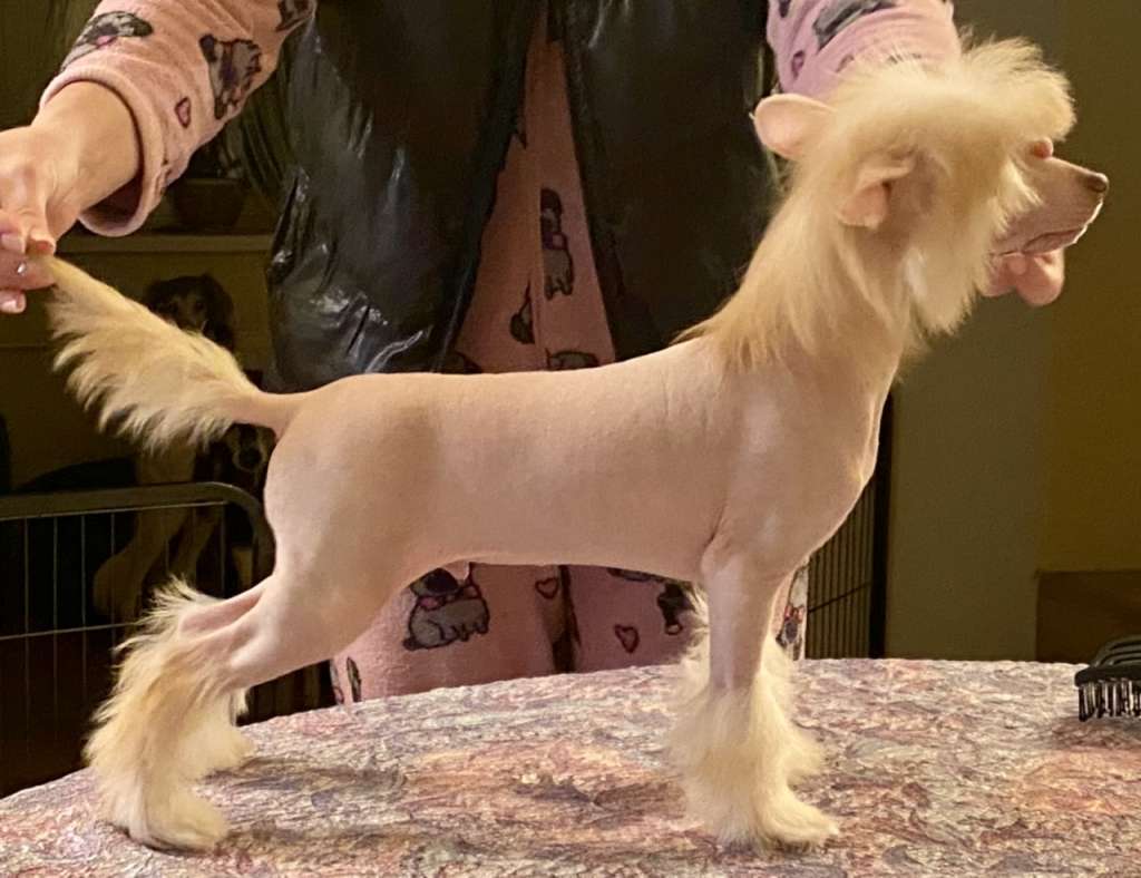 L'Antonio Vittore Magma