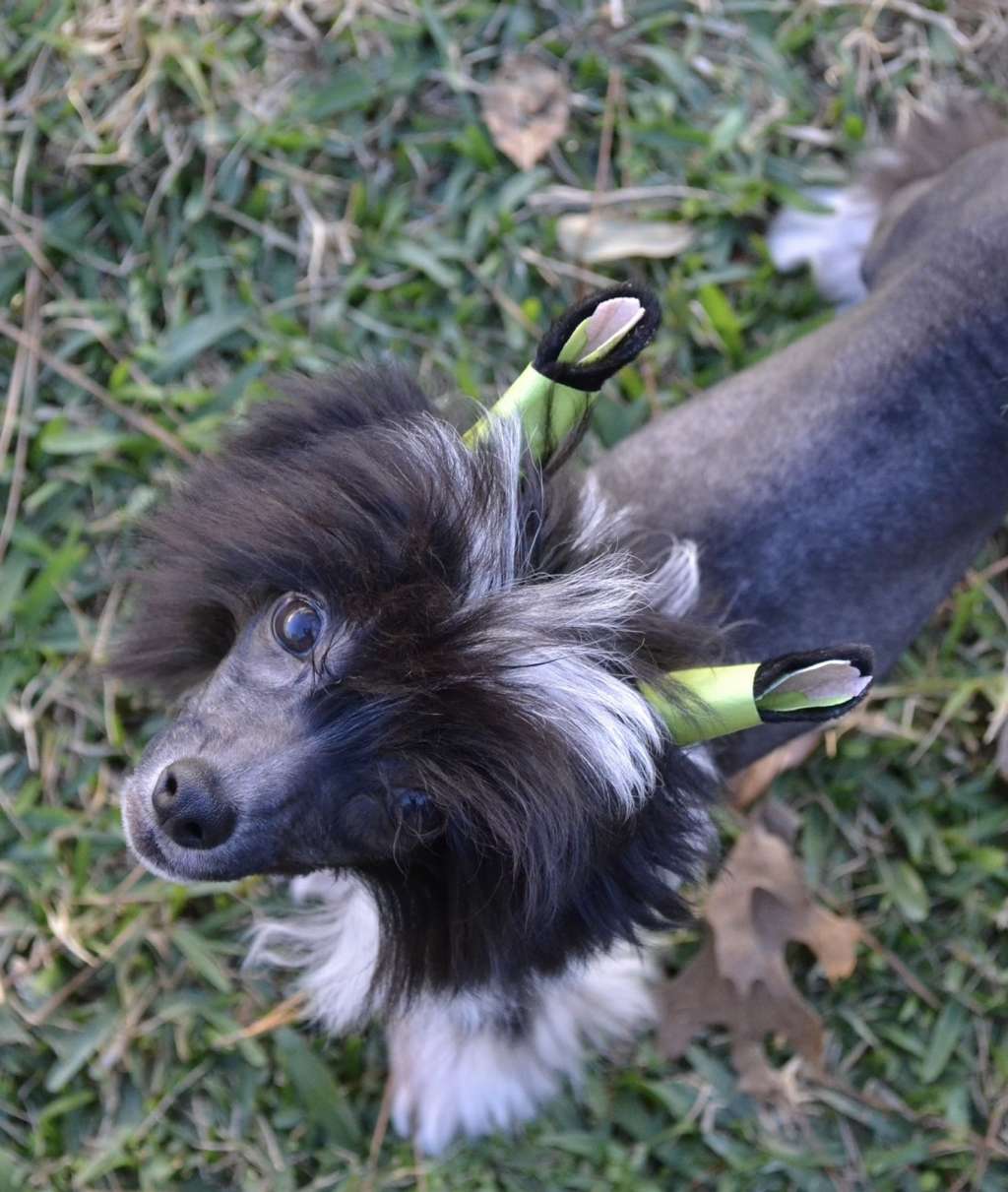 Gracieux-Pahlavi Nuts To You