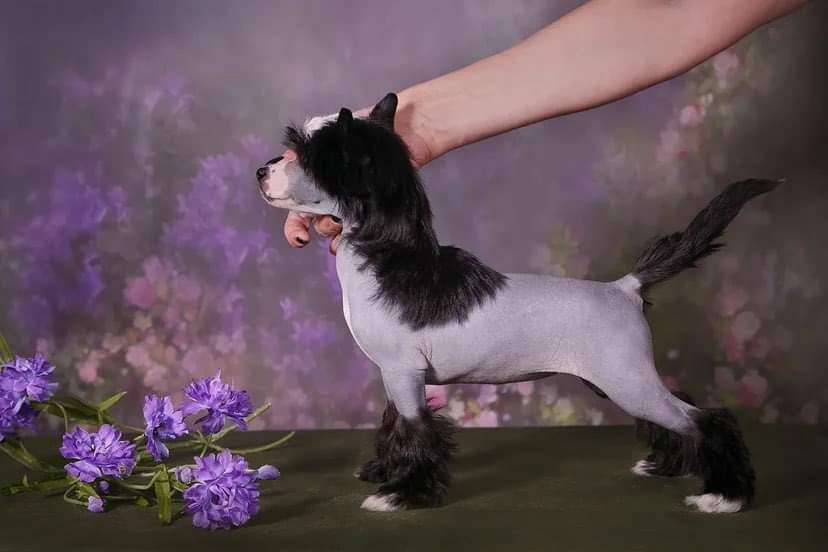 Fiery Fame All Black Gold