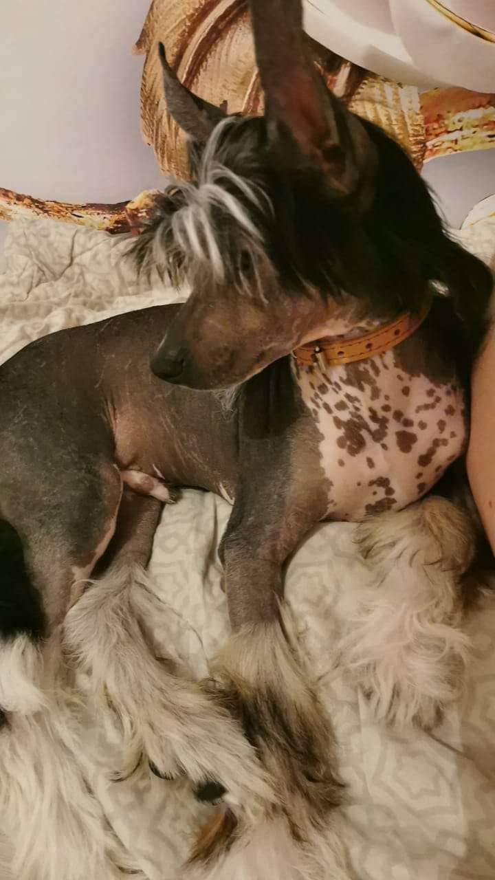 Predannaya Iskorka Adam