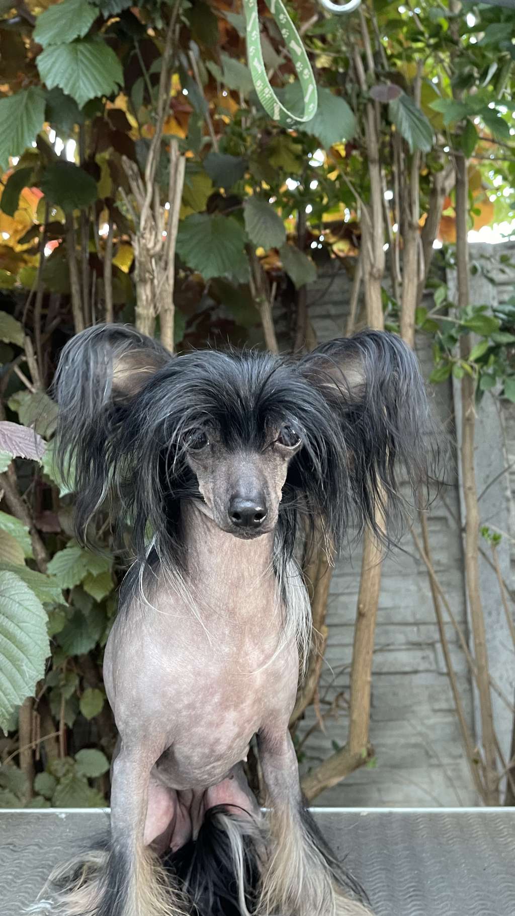 Orsulya Diamond of the Night