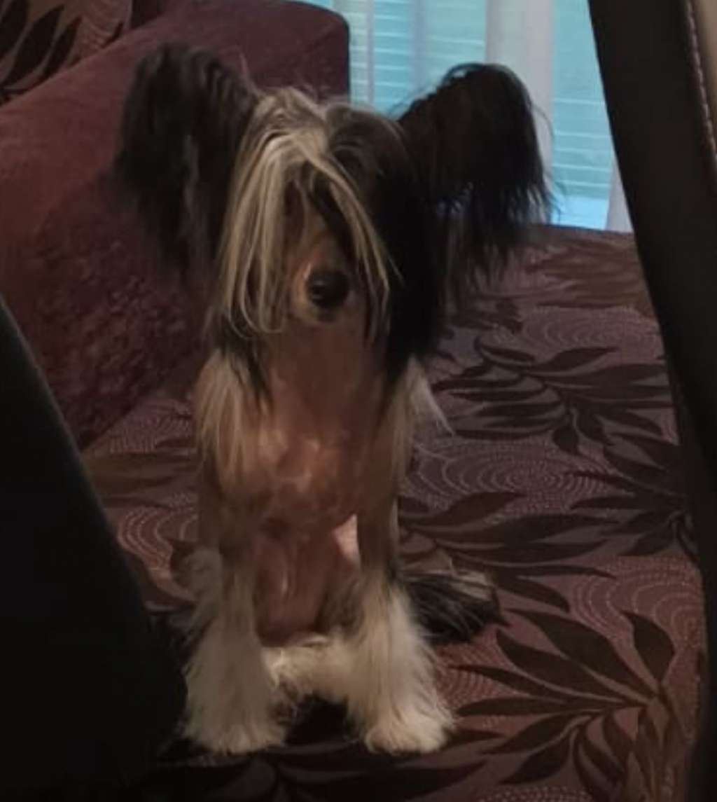 Odessa Diamond of the Night