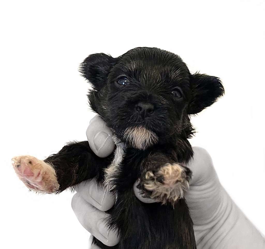 Olympia Diamond of the Night