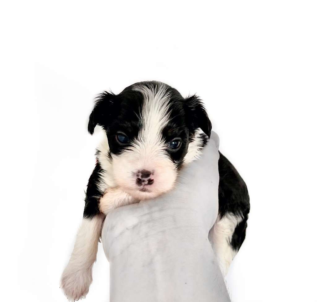 Omar Diamond of the Night