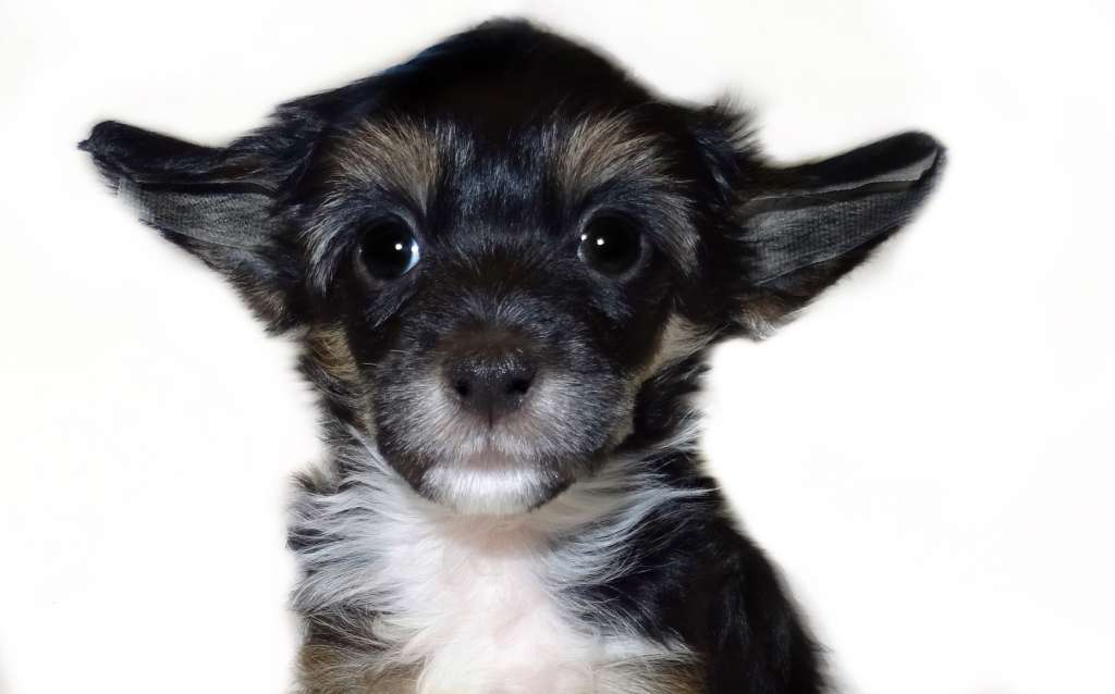 Onur Diamond of the Night