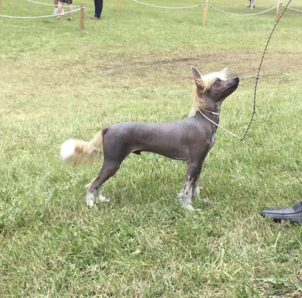 Sassytails The Sun King