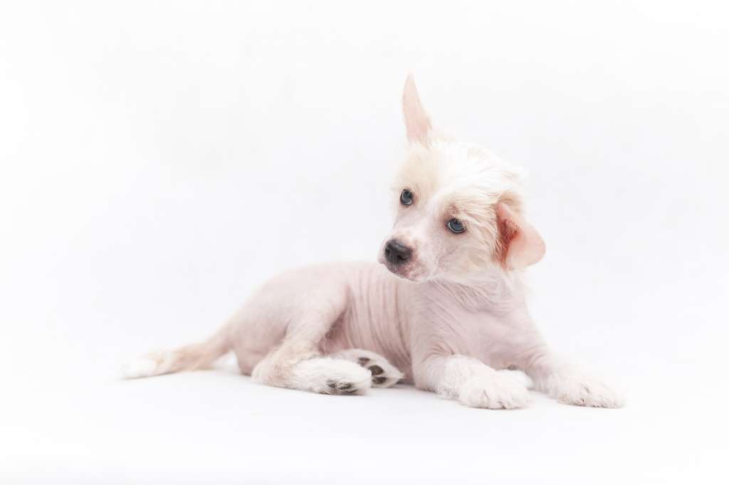 Asleep Tokio Enchanted Land