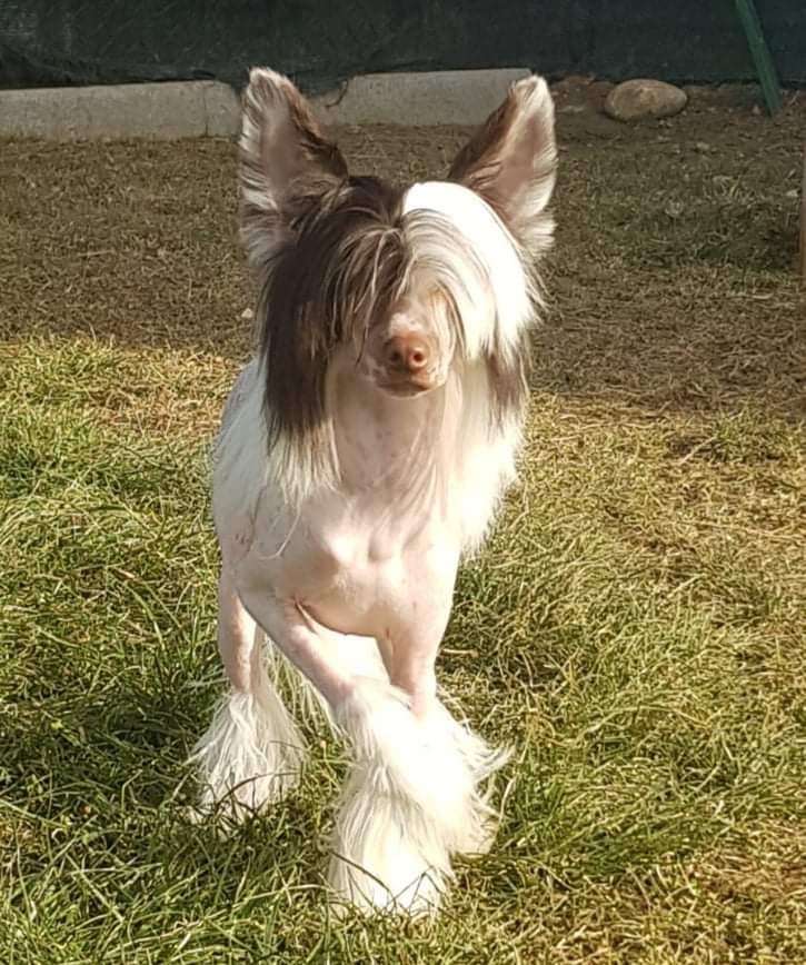 Antonio Chocolate Man