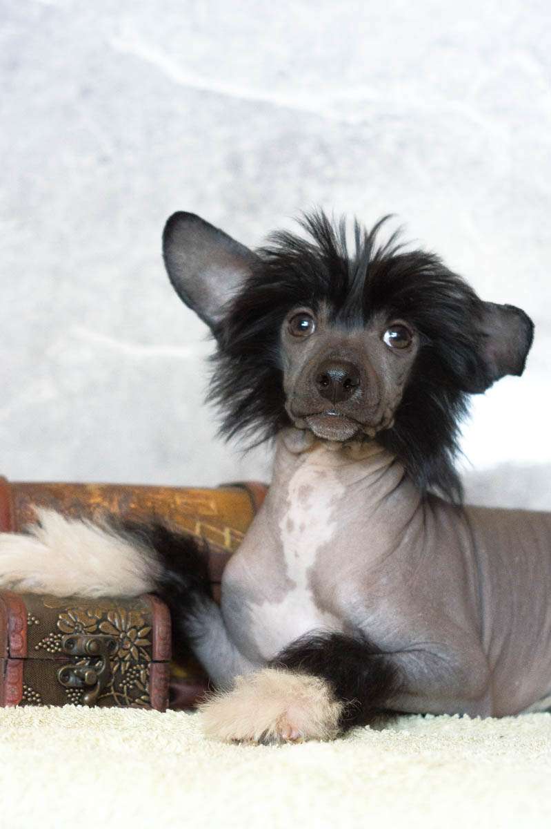 Apriori Vip Universum