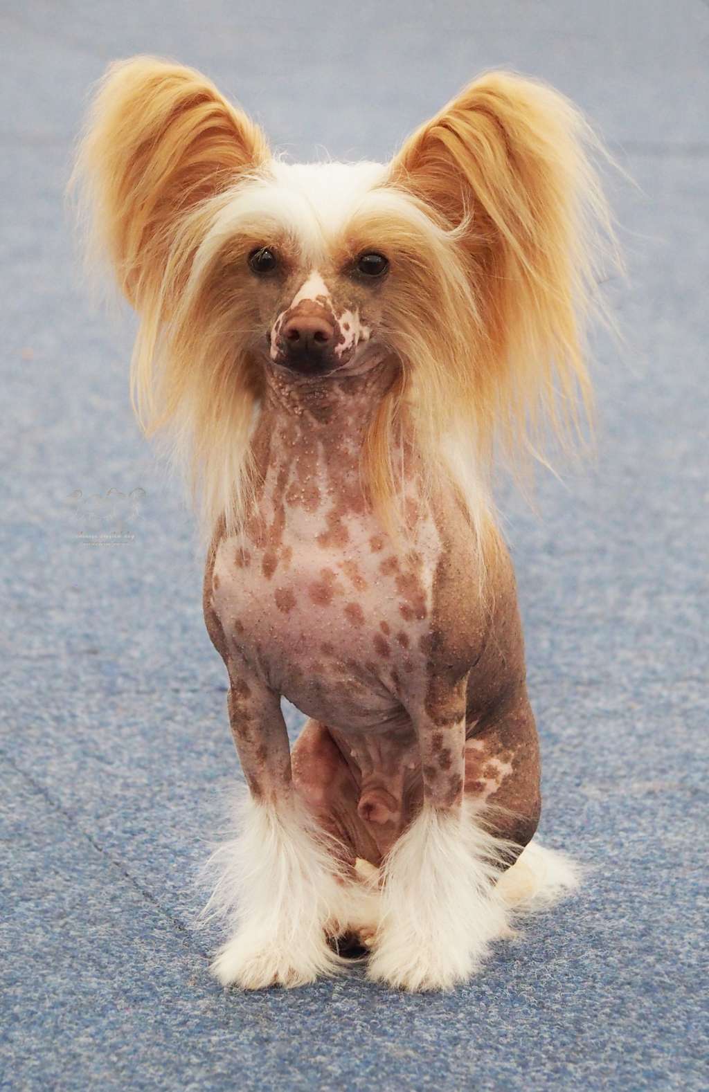 Imperatorskiy Kapriz Okean Lyubvi