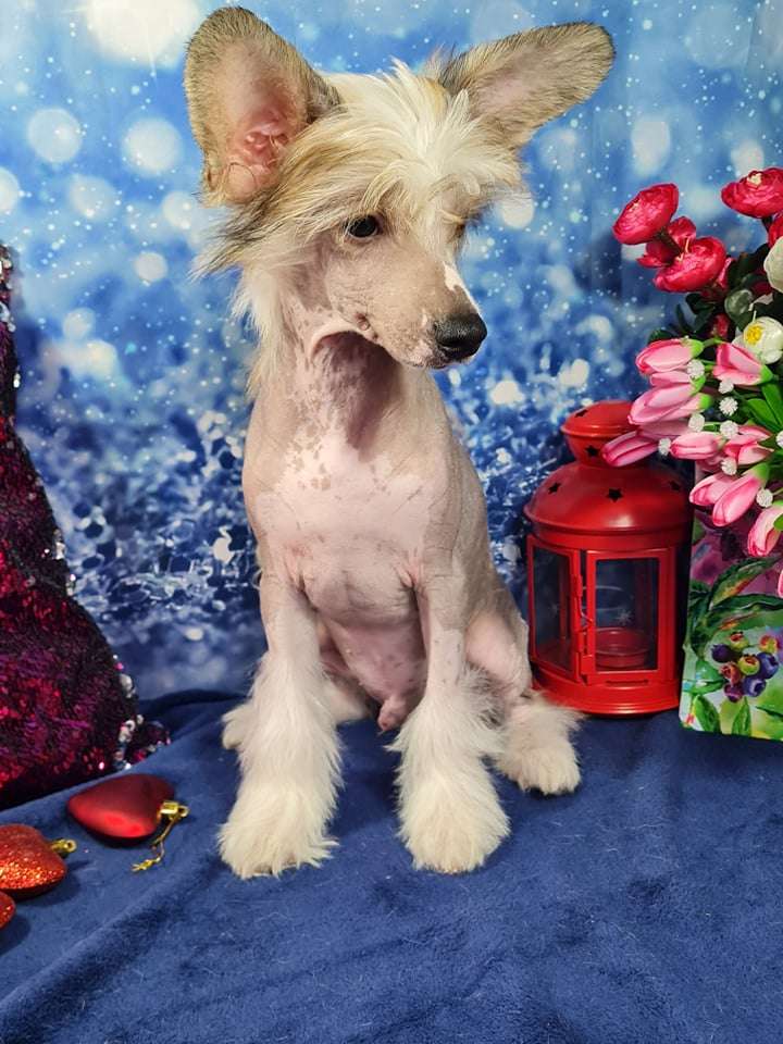 Imperatorskiy Kapriz Prado