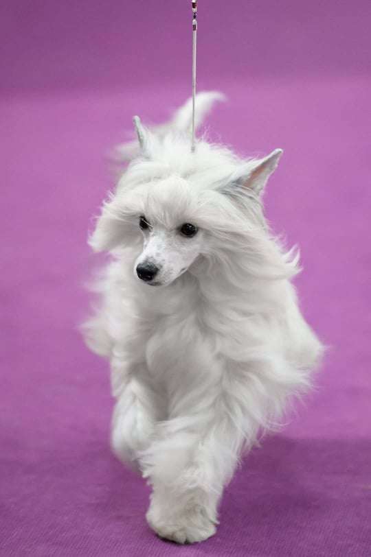 Imperatorskiy Kapriz Pandora