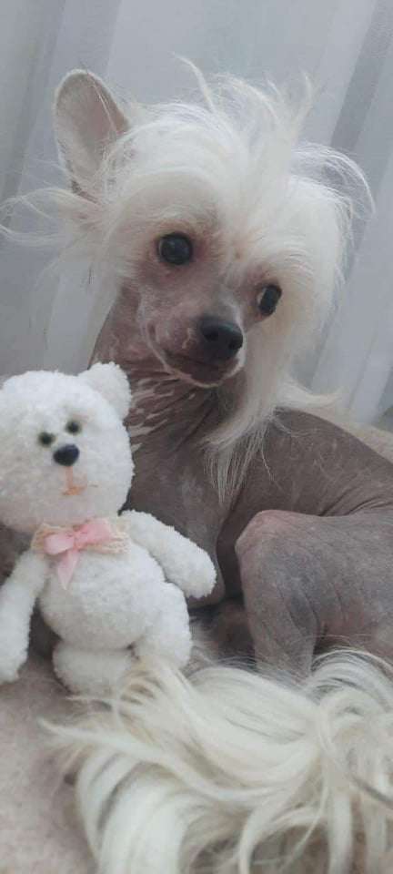 Imperatorskiy Kapriz Royz Redzhi